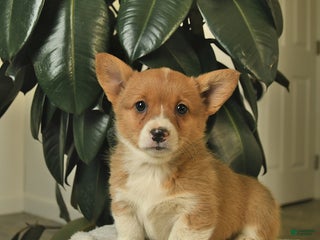 Welsh Corgi Pembroke dogs Cinderella - Ad 21