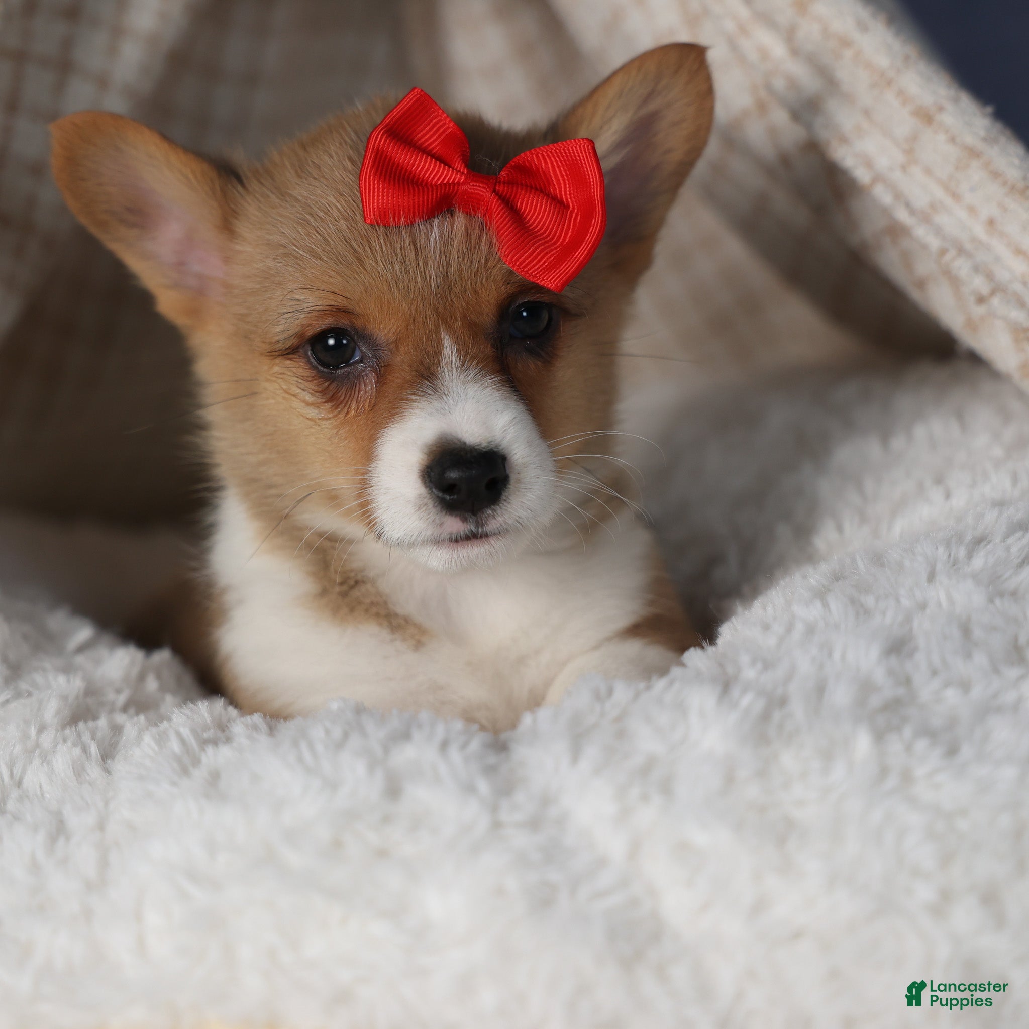 Welsh Corgi Pembroke dogs Diva - Ad 26