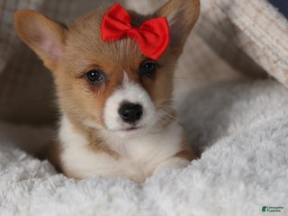 Welsh Corgi Pembroke dogs Diva - Ad 26