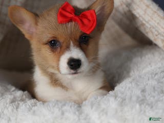 Welsh Corgi Pembroke dogs Diva - Ad 16