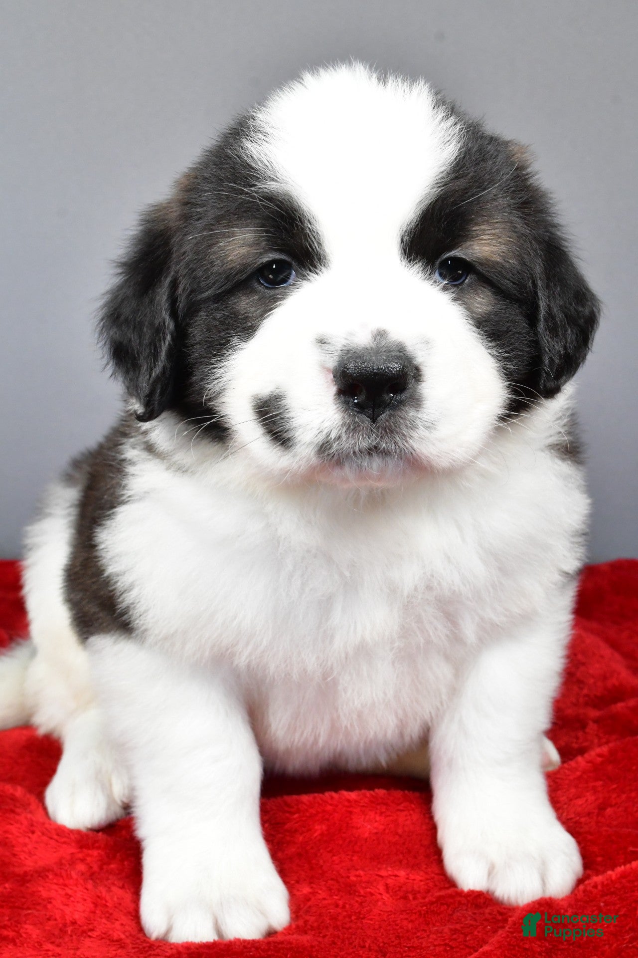 Saint Bernard dogs shelly - Ad 2