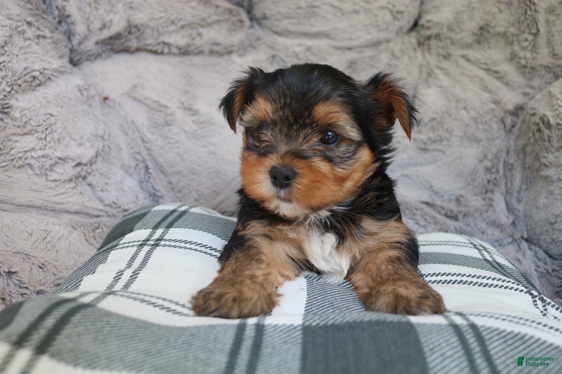 Yorkshire Terrier dogs Maggie - Ad 2