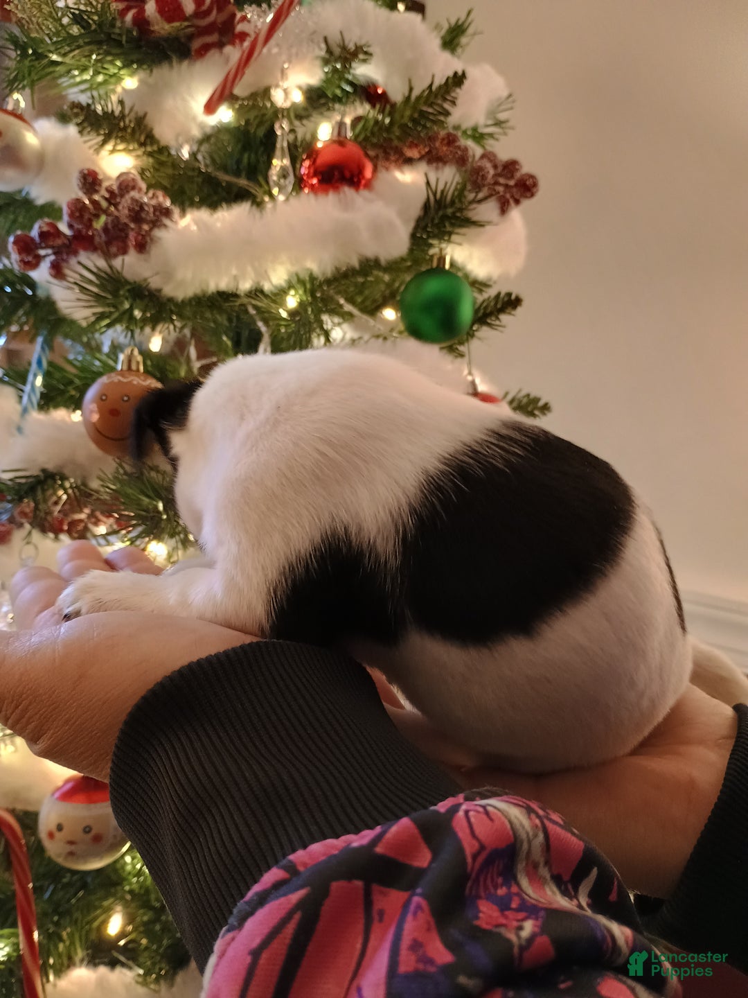 Chihuahua dogs for sale: Bell - Ad 5