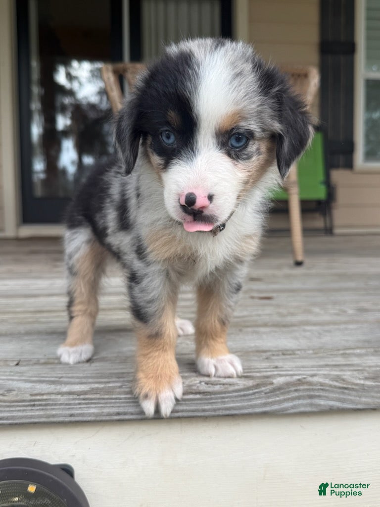 Miniature Australian Shepherd dogs for sale: SHELBY- (Light Pink Collar_ - Ad 1
