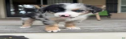 Miniature Australian Shepherd dogs for sale: SHELBY- (Light Pink Collar_ - Ad 1