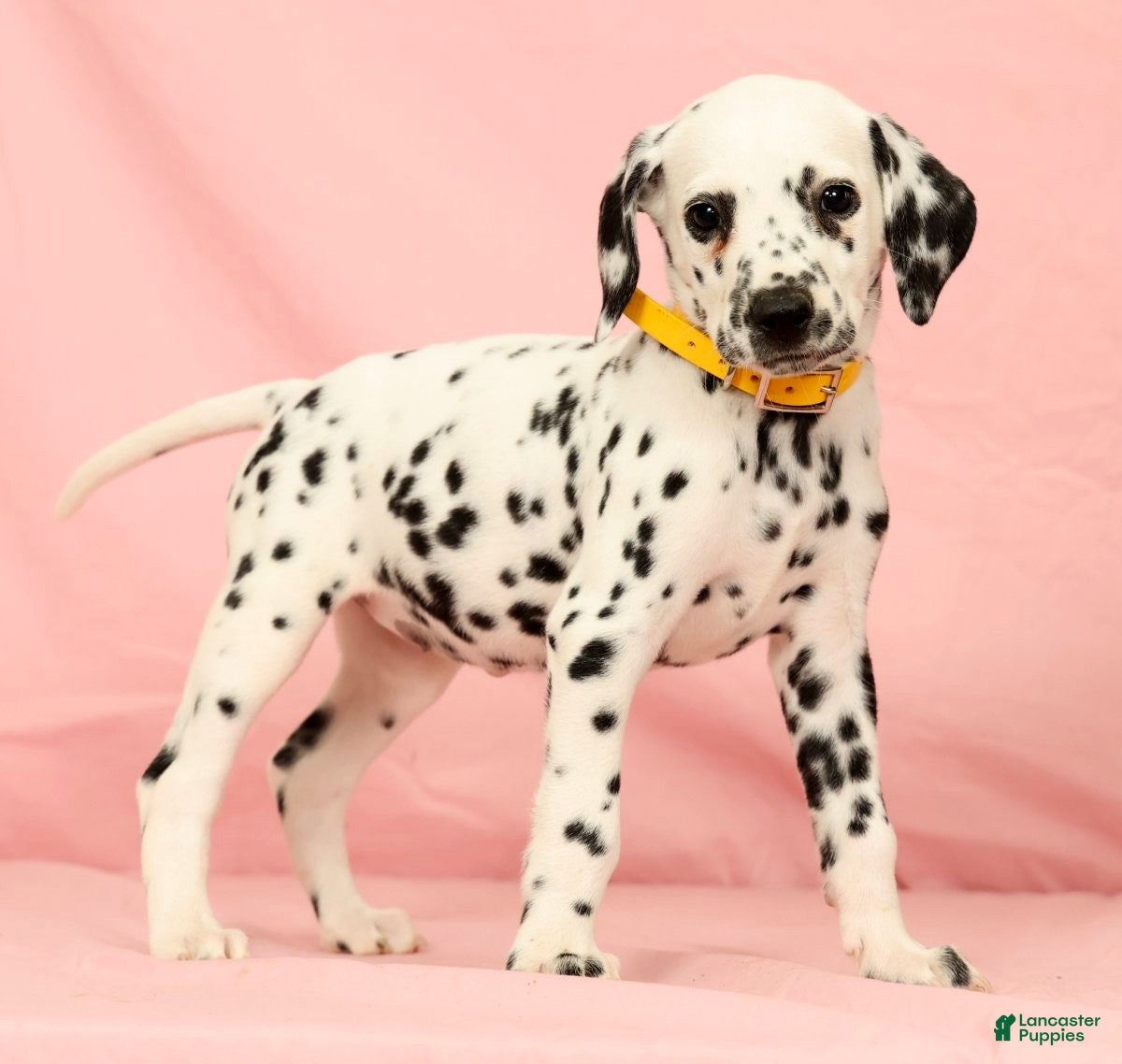 Dalmatian dogs Mandy - Ad 1