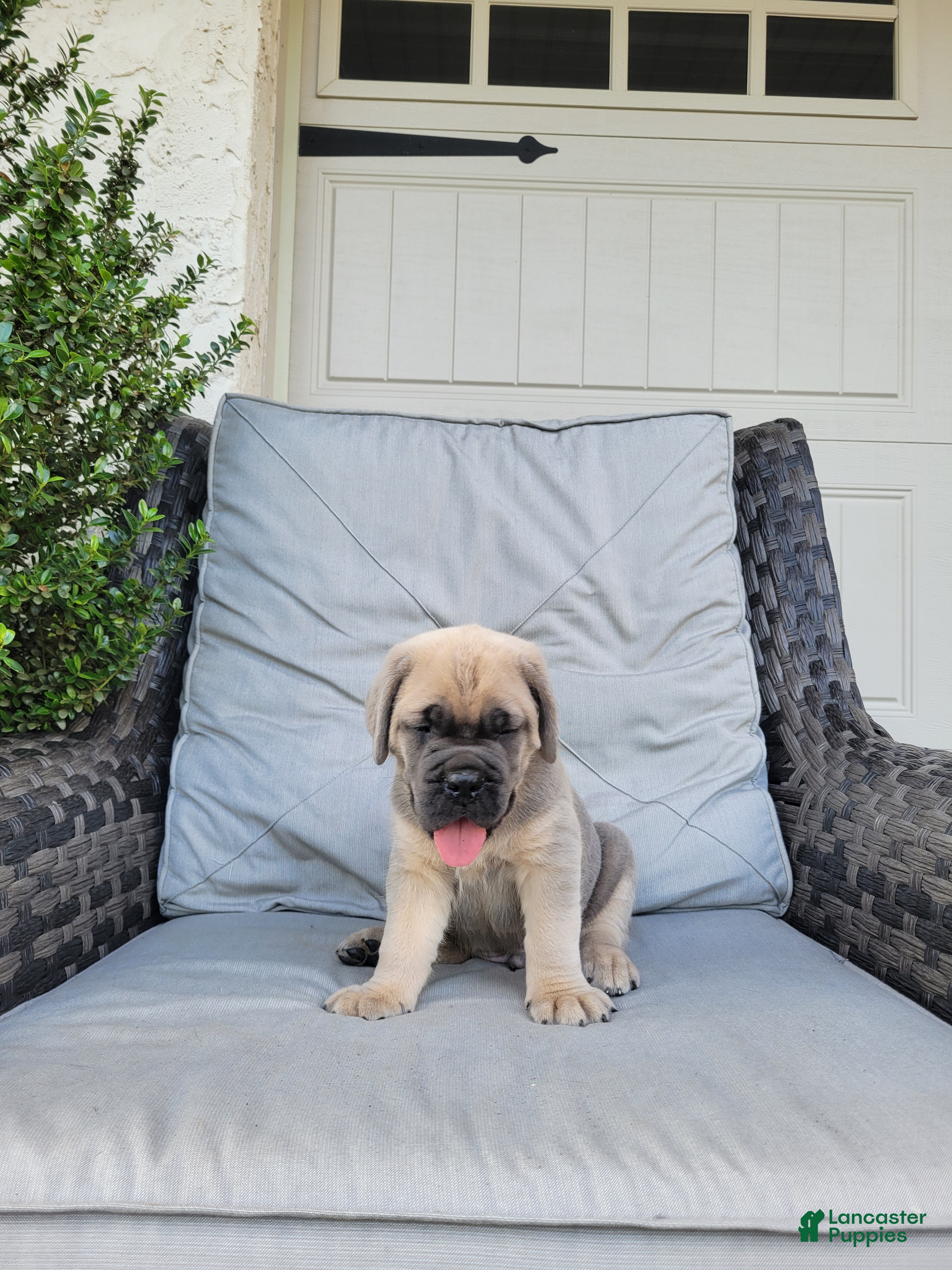 Cane Corso dogs Maverick - Ad 1