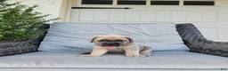 Cane Corso dogs for sale: Maverick - Ad 1