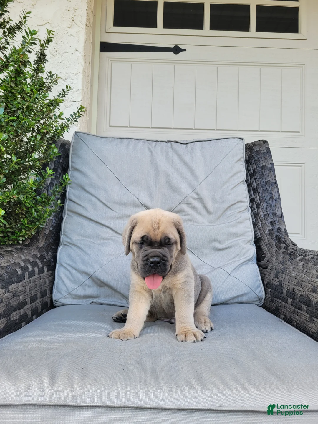 Cane Corso dogs for sale: Maverick - Ad 1