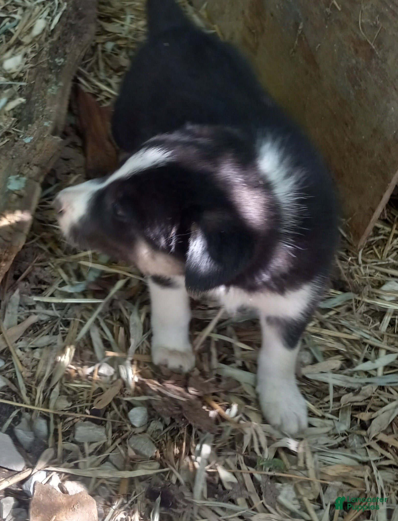 Border Collie dogs Skyboy - Ad 34
