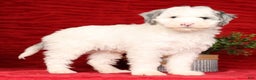 Mini Sheepadoodle dogs for sale: Charles - Ad 6