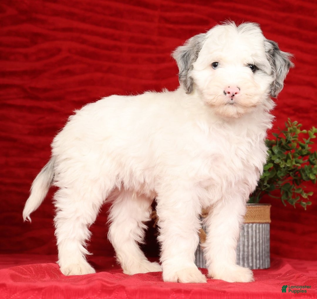 Mini Sheepadoodle dogs for sale: Charles - Ad 6