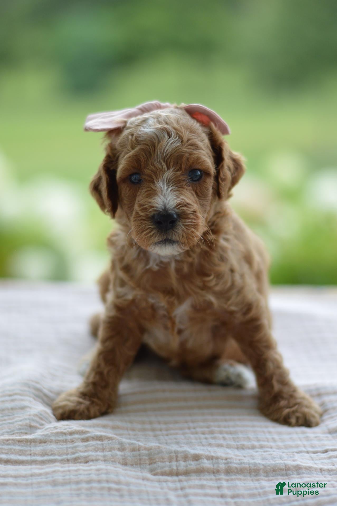 Mini Goldendoodle dogs January - Ad 1