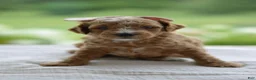 Mini Goldendoodle dogs for sale: January - Ad 1