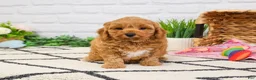 Cavapoo dogs for sale: Frappe  - Ad 1
