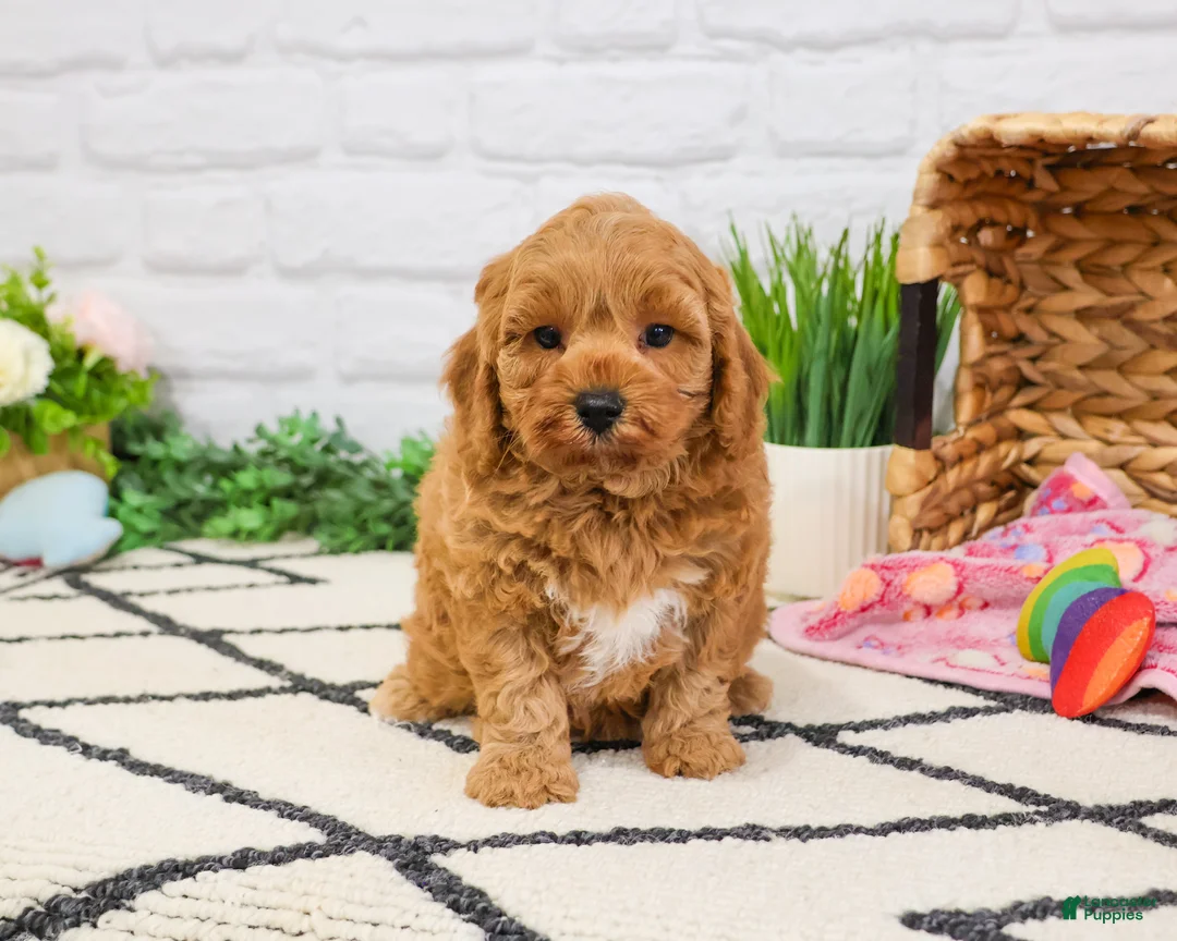 Cavapoo dogs for sale: Frappe  - Ad 1