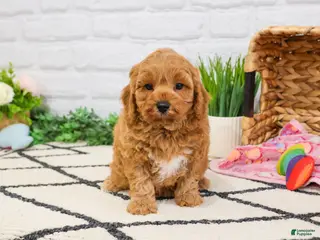 Cavapoo dogs Frappe - Ad 33
