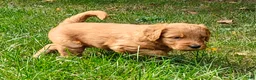 Goldendoodle dogs for sale: Latte - Ad 17