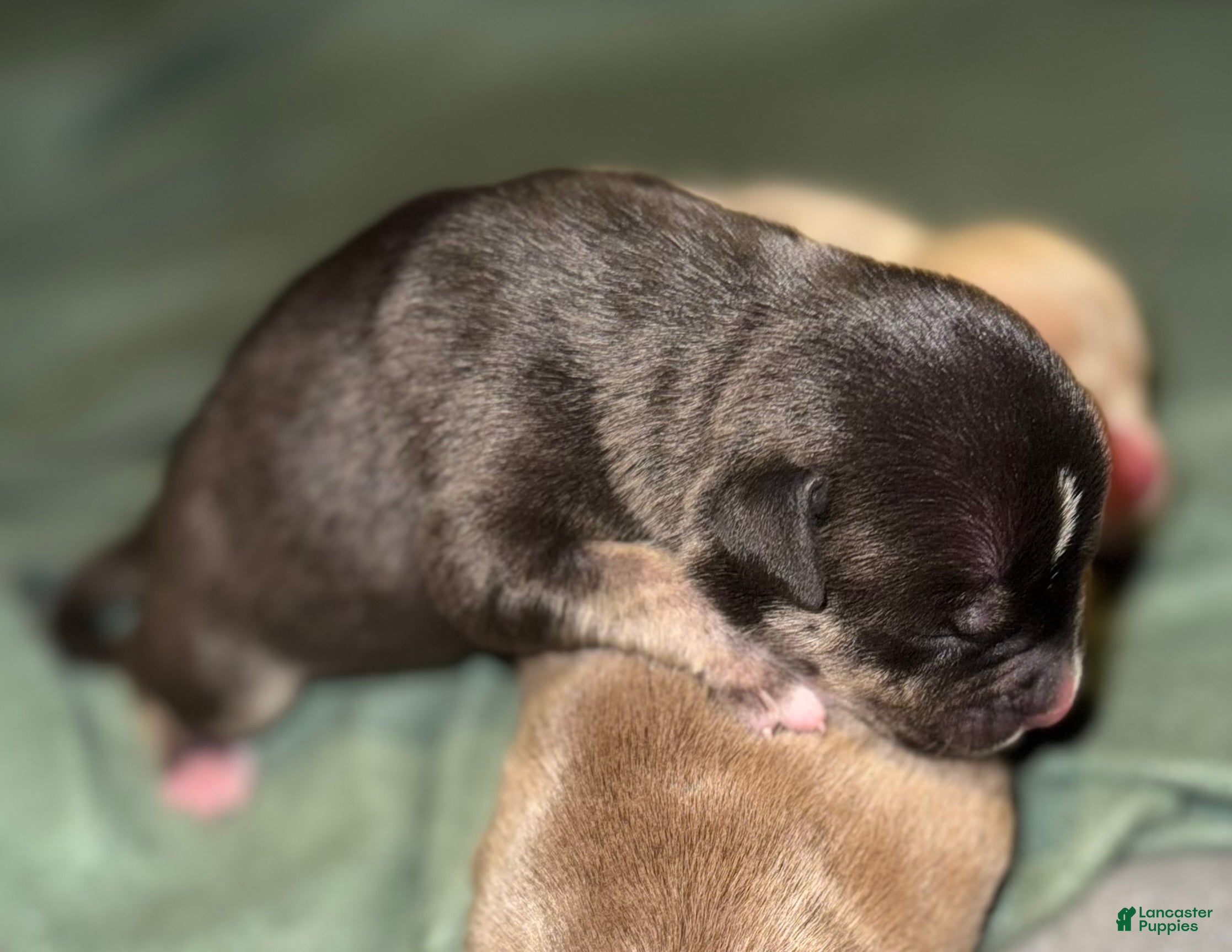 American Bully dogs American Bully Puppy 2 - Ad 2