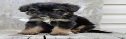 Bernedoodle dogs for sale: Remi - Ad 3