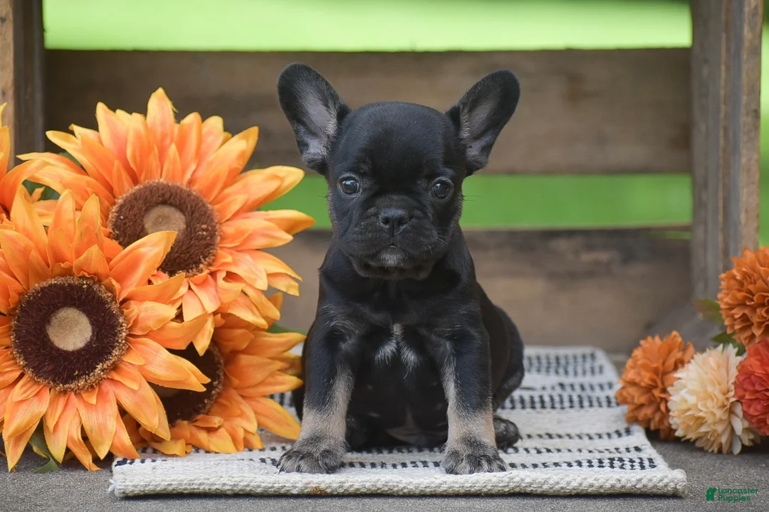 French Bulldog dogs for sale: Percy - Ad 1