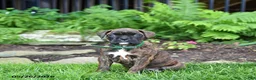 Boxer dogs for sale: Buddy - Ad 5