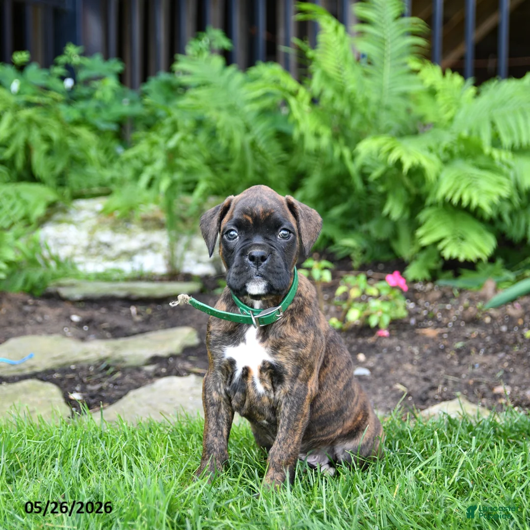 Boxer dogs for sale: Buddy - Ad 5