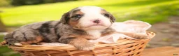 Mini Bernedoodle dogs for sale: Huck F1 Mini Bernedoodle  - Ad 9