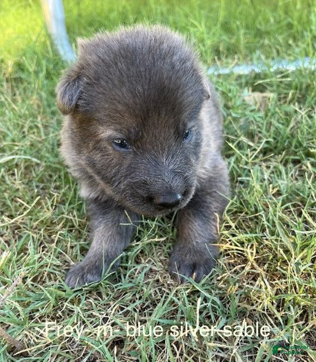 German Shepherd dogs for sale: Liver Silver Sable - reserved - Ad 11
