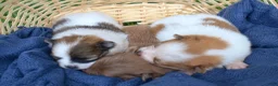 Pomeranian dogs for sale: Rosemary - Ad 11