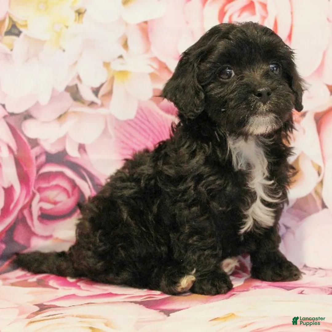 Cavapoo dogs for sale: Denver - Ad 4