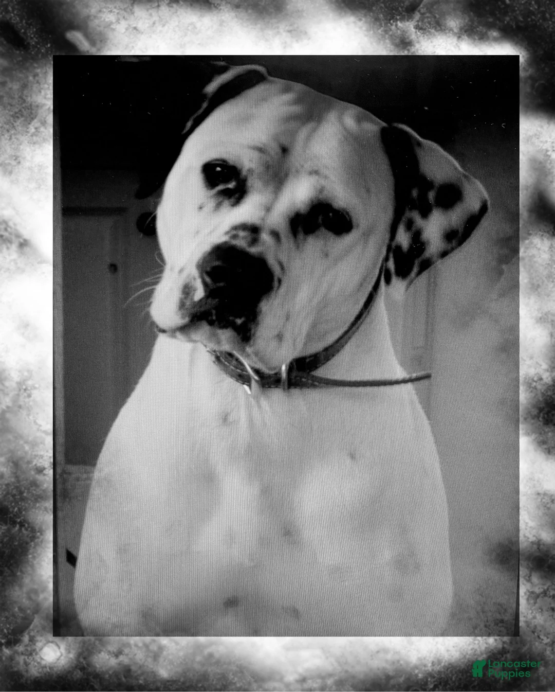 American Bulldog dogs for sale: Kiesha - Ad 2