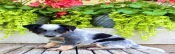 Australian Cattle Dog dogs for sale: Snickers  - Ad 4