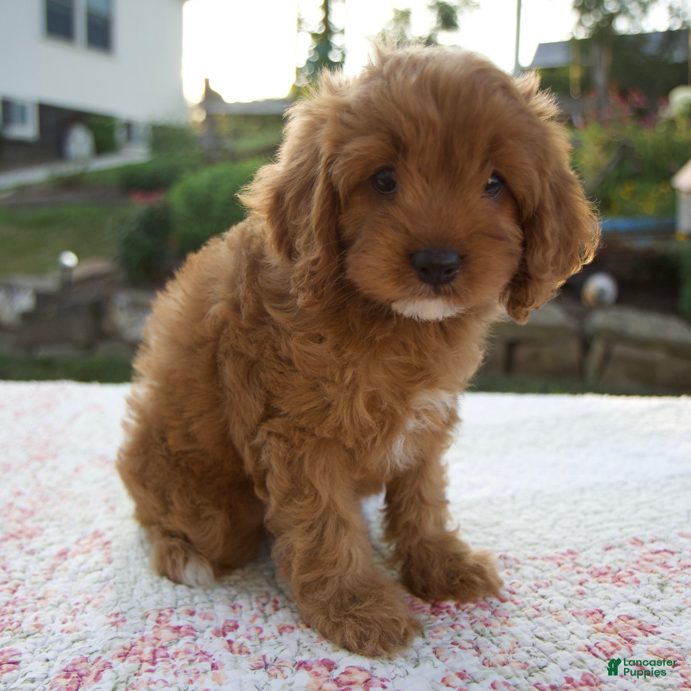 Cavapoo dogs Tina - Ad 2