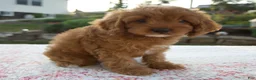 Cavapoo dogs for sale: Tina - Ad 2