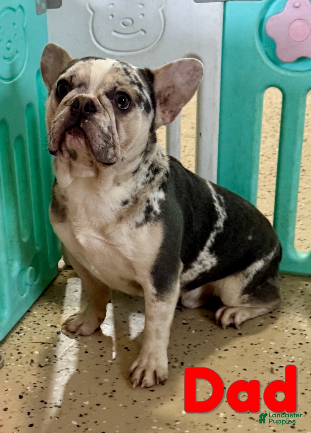 French Bulldog dogs for sale: Dolly - Ad 9