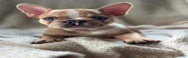 French Bulldog 1