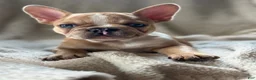 French Bulldog dogs for sale: French Bulldog 1 - Ad 1