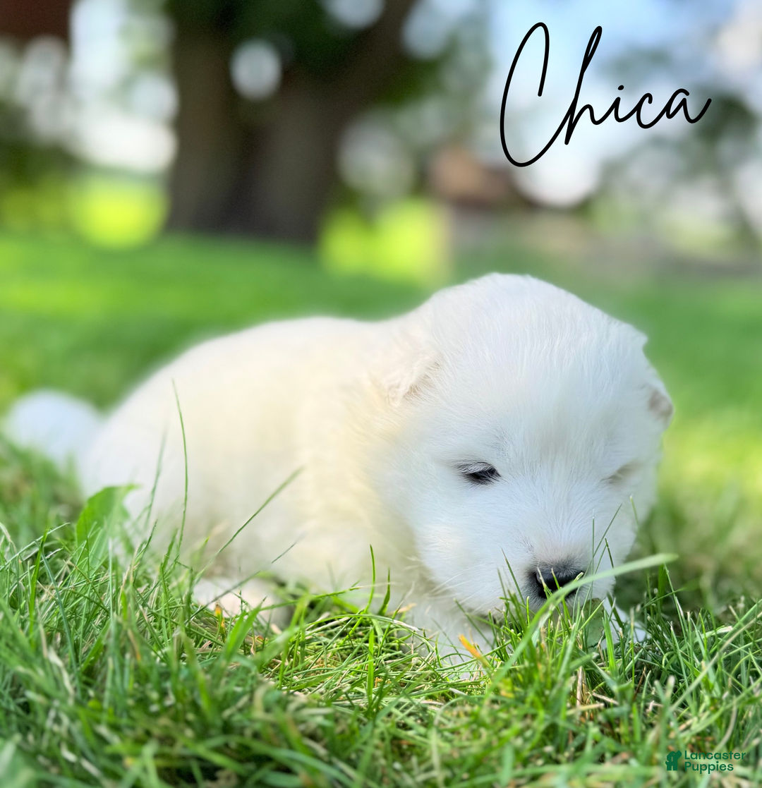 Samoyed dogs for sale: Chica - Ad 5