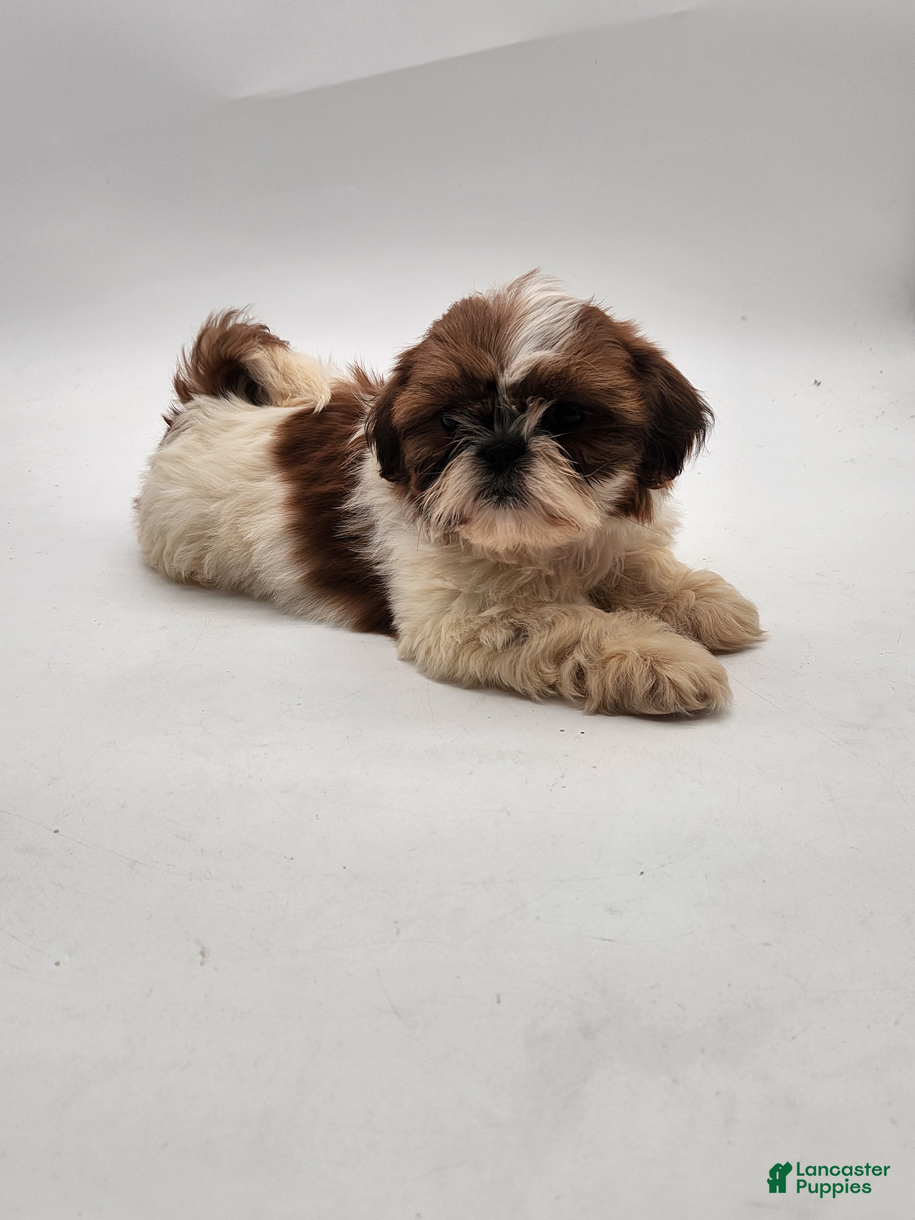 Shih Tzu dogs Shih Tzu Puppy 4 - Ad 2