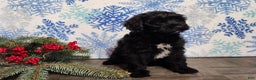 Mini Bernedoodle dogs for sale: Grace - Ad 21