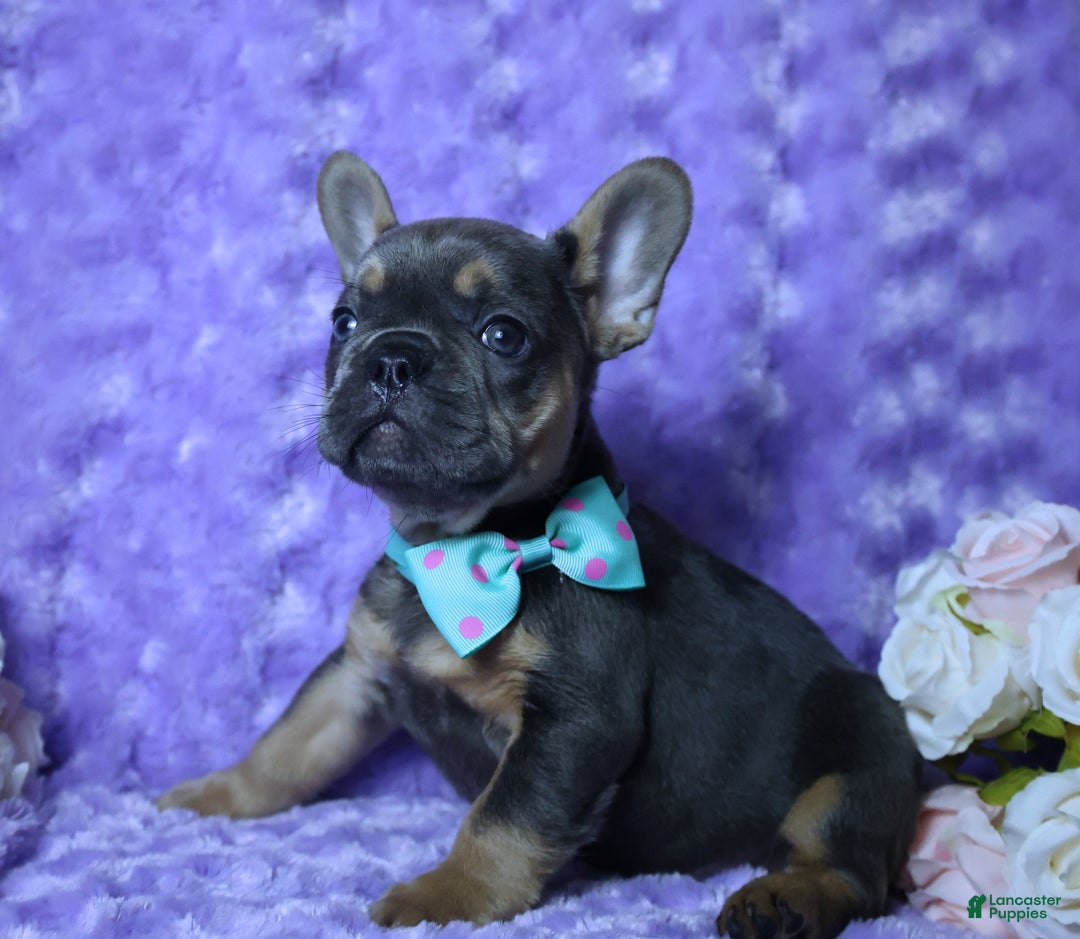 French Bulldog dogs for sale: French Bulldog Akc, Health Tested Parents  1 - Ad 2