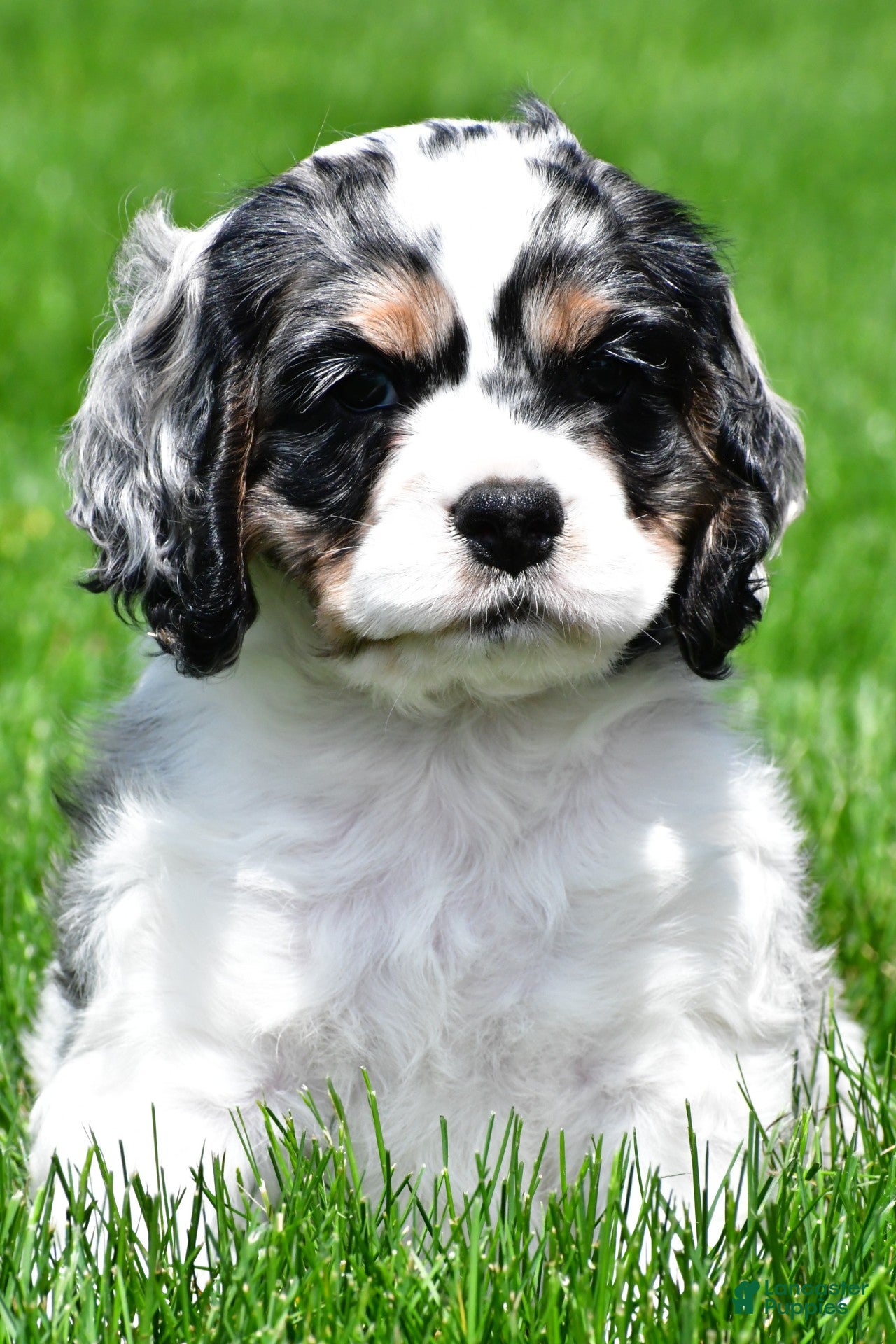 Cocker Spaniel dogs for sale: dillan - Ad 4