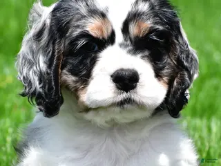Cocker Spaniel dogs for sale: dillan - Ad 4