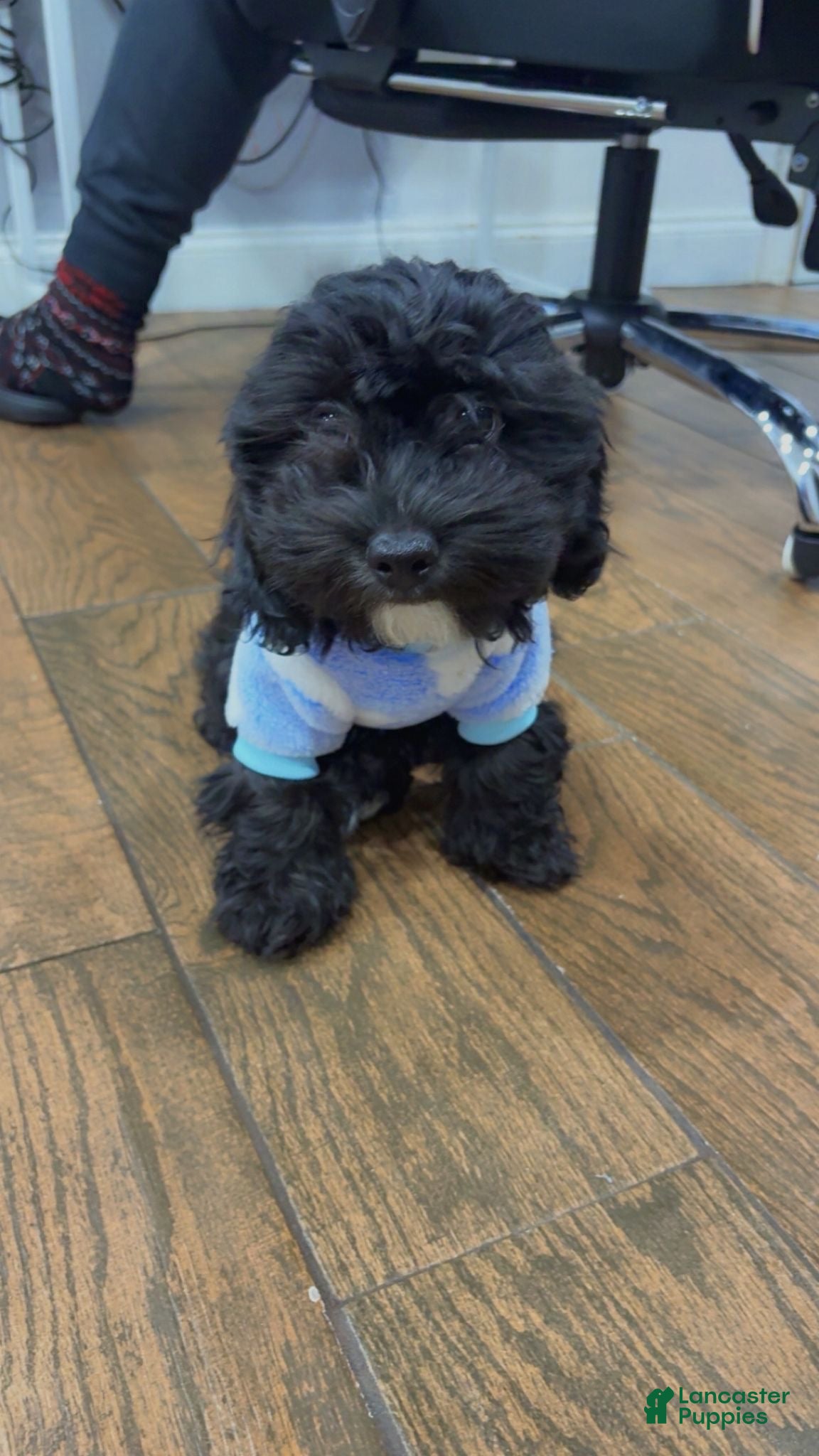 Mixed Breed dogs Noir  - Ad 2