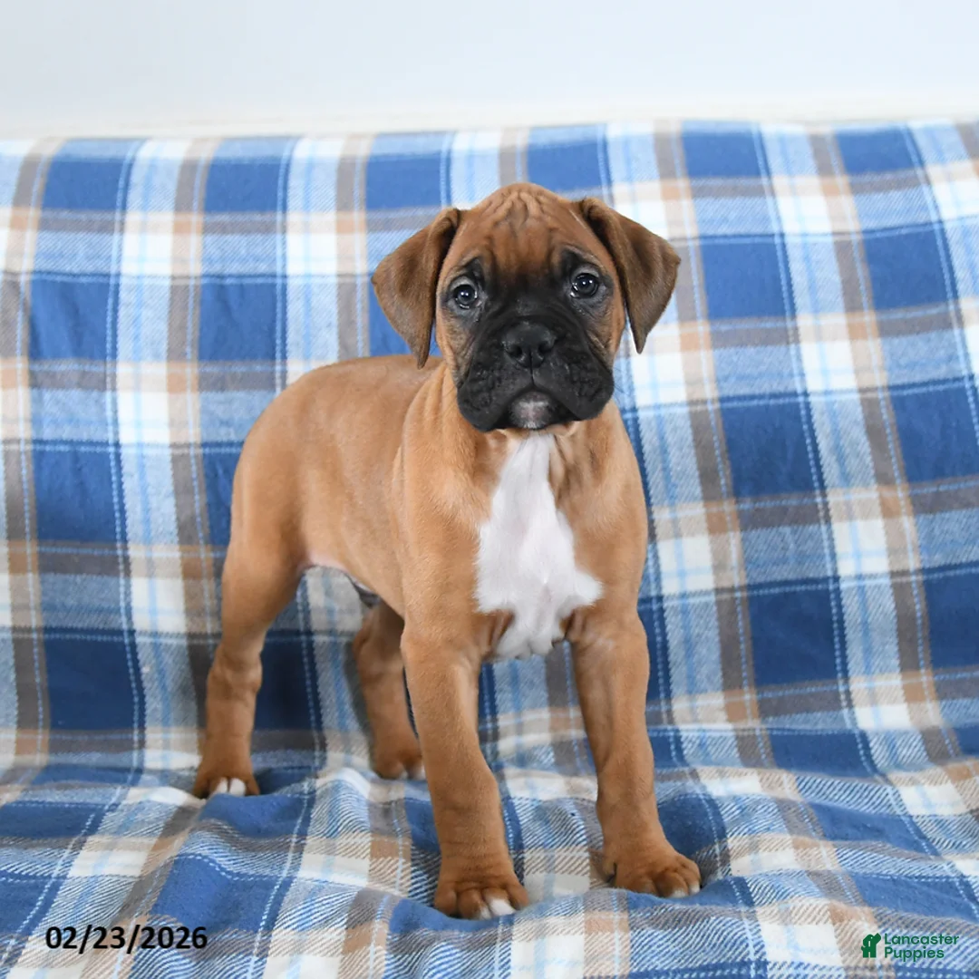 Boxer dogs for sale: Chipper - Ad 1