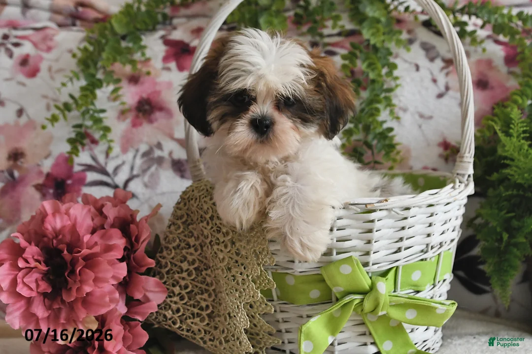 Shih Tzu dogs for sale: Cody - Ad 2