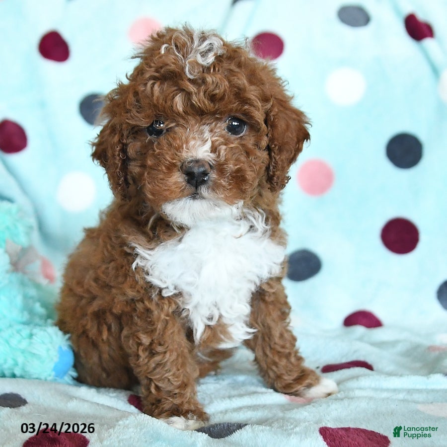 Miniature Poodle dogs Henry - Ad 2
