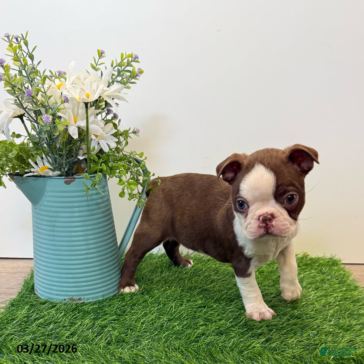 Boston Terrier dogs Maynard - Ad 2