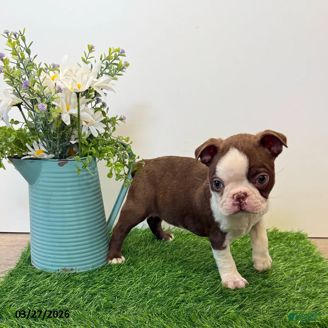 Boston Terrier dogs for sale: Maynard - Ad 2